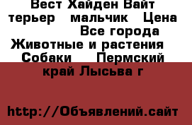 Вест Хайден Вайт терьер - мальчик › Цена ­ 35 000 - Все города Животные и растения » Собаки   . Пермский край,Лысьва г.